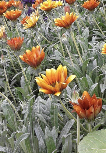 buy gazania perth